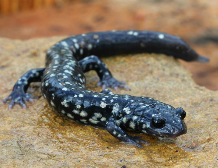 Slimy Salamander.